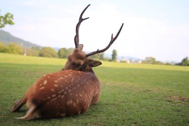 奈良県ST士会定期勉強会ﾐﾆﾚｸﾁｬｰｼﾘｰｽﾞ<br>〜明日の臨床に役立つ呼吸器疾患の病態生理とリスク管理〜2022.8.30（ｵﾝﾗｲﾝ研修）<br><br>第1回『明日からできる！呼吸音聴診の基礎：音から映像を想像する』
