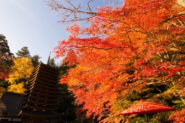 奈良県ST士会定期勉強会ﾐﾆﾚｸﾁｬｰｼﾘｰｽﾞ<br>明日の臨床に役立つ呼吸器疾患の病態生理とﾘｽｸ管理<br>2022.12.20（ｵﾝﾗｲﾝ研修）<br>第5回『間質性肺炎ってどんな病気？病態生理とリスク管理』
