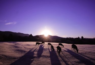 奈良県ST士会定期勉強会ﾐﾆﾚｸﾁｬｰｼﾘｰｽﾞ<br>明日の臨床に役立つ呼吸器疾患の病態生理とﾘｽｸ管理<br>2023.1.31（ｵﾝﾗｲﾝ研修）<br>第6回『これで安心！気管支拡張薬の薬理とリハビリテーション』